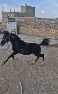 کره مشکی