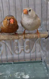فنج اورنج .انگلیسی