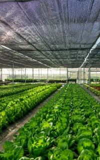 شید گلخانه ای زانوس
