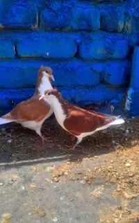 جوجه ساده کاکلی