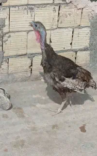 یک عدد بوقلمون ماده