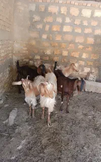 بز داشتی درجه یک