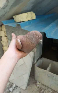 پرنده