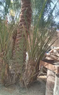 پاجوش برحی نسیج