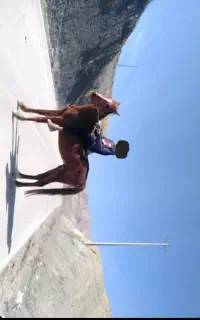 نریان یورقه قد بلند زیبا