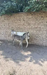 خر  و کره جفتشون ماده