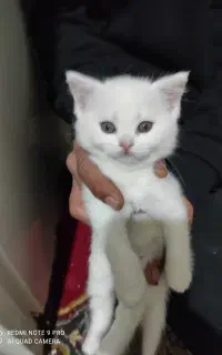 بچه گربه اسکاتیش و بریتیش