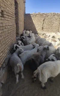بره نر