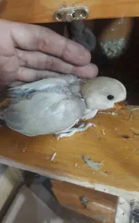 کوتوله برزیلی سرلاکی خاص