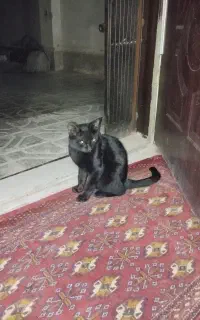 گربه dsh