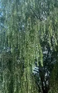 تور یک روزه ارومیه