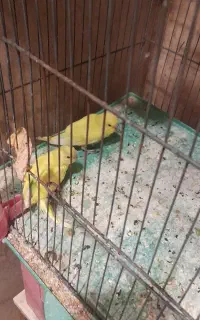 مرغ عشق