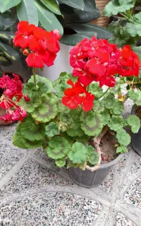 خدمات گل گیاه و باغچه کاری اصولی