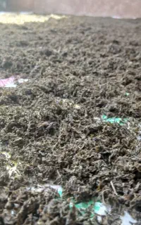 سبزی قورمه سبزی