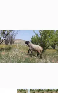قوچ بختیاری