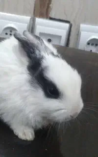 خرگوش فنجانی