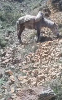مادیون باری سواری بدون پالون