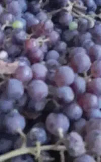 انگور