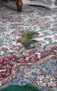 کوتوله برزیلی  حدود۵ماه