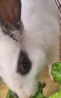 خرگوش