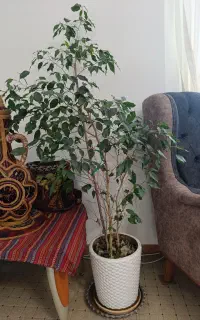 درخت بنجامین
