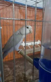 طوطی کوتوله برزیلی ، بهترین رنگ ها