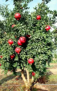 نهال انار بی هسته ( انار ژله ای )
