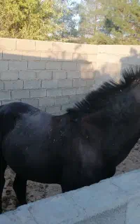 اسب دره شوری