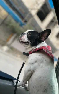 سگ فرنچ بولداگ وارداتی اصیل