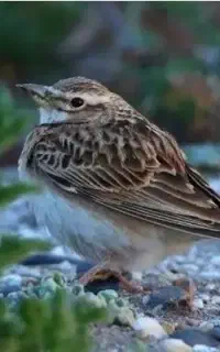 فنچ مرغ عشق جوان