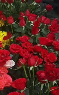 ۲نفر نیروی جوان کاری