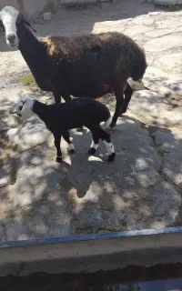 میش بره