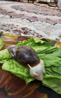 حلزون مولد بزرگ و سالم 20 تومن