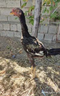 جوجه لاری ۵ ماهه اصلل تضمینی بهترین جنس