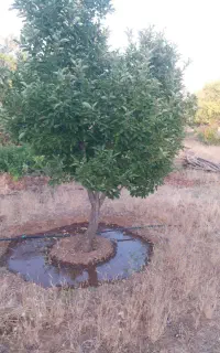 انجام کلیه خدمات کشاورزی شهرستان مهریز