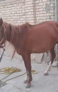 مادیان و کره