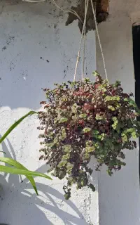گیاه آپارتمانی و بیرونی