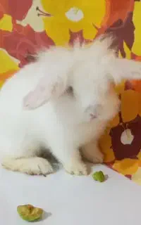 خرگوش لوپ