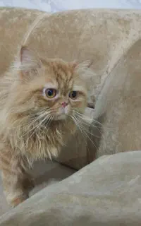 پرشین نر سوپرفلت رایگان