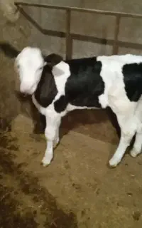 گوساله ماده سیمینتال درجه ۱
