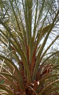 گرده افشانی.درختی صدتومن