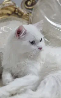 گربه گمشده