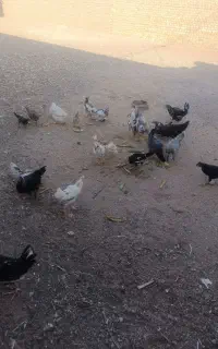 مرغ وجوجه