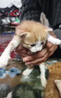 واگذاری بچه گربه DHS