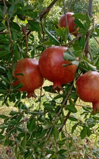 انار ملس ابدار فروش یکجا