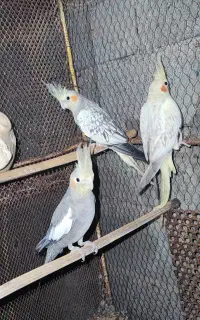 4 عدد عروس هلندی