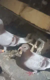 پرنده کفتر