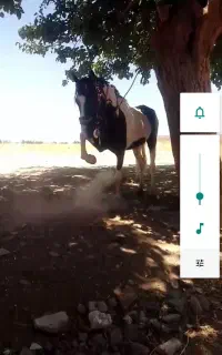 اسب زیبا وسواری