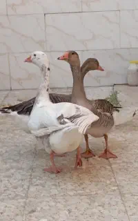 غوقاز بزرگ و قفس