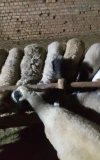 فروش ۱۱راس میش چاق جهت کشتار
